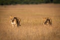 Two lions walking side-by-side through long grass Royalty Free Stock Photo