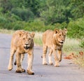 Two lions walking on the tarred road in Kruger Park