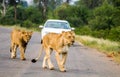Two lions walking on the tarred road in Kruger Park