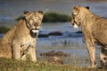 Two lions by water hole Royalty Free Stock Photo