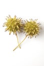 Two Liquidambar Tree Seeds