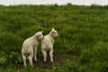 Two litlle young cute sheeps next to eachother on green grass. White sky perfectly white sheeps. Beautiful green grass sheep Royalty Free Stock Photo