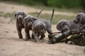 Two litte dogs Weimaraners in nature