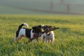 Two litte Jack Russell Terrier dogs run together across a green meadow and play and fight with a big branch Royalty Free Stock Photo