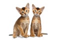 Two Little Abyssinian Kitty Sitting on Isolated White Background