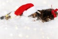 Two Christmas kittens in red Santa hat and bow sleep with eyes closed Royalty Free Stock Photo