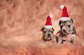 Two little american bully pupies sitting and wearing santa hats