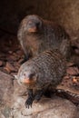 Two little animals with angry snouts. Ferocious mongoose pharaoh mouse in its natural habitat Royalty Free Stock Photo