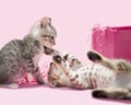 Two little baby kittens fighting in front of a pink present,