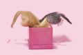 Two little baby kittens fighting and jumping into a pink present,