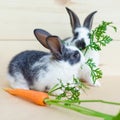 Two little baby rabbits eating fresh vegetables, carrot, leaves on wooden background.  feeding the rodent with a balanced diet, fo Royalty Free Stock Photo