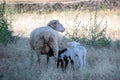 Sheep and a lamb on moorland