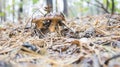 Two Little Bay Bolete Twin Royalty Free Stock Photo