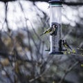 Two little beautiful bird watching and eating