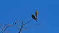 Two little bee-eater birds with yellow plumage sitting on a branch of a dead tree at the bank of Kwando River, Bwabwata NP. Royalty Free Stock Photo