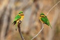 Two little bee-eater Merops pusillus sitting on a branch with a brow background.A small green African bird with a red eye on a Royalty Free Stock Photo