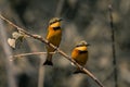 Two little bee-eaters on branch in bushes Royalty Free Stock Photo