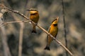 Two little bee-eaters on branch catching insects Royalty Free Stock Photo