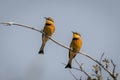Two little bee-eaters on branch mirroring positions Royalty Free Stock Photo