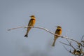 Two little bee-eaters on bush in sunshine Royalty Free Stock Photo