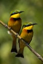 Two little bee-eaters with catchlights on branch Royalty Free Stock Photo