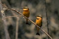 Two little bee-eaters face left on branch Royalty Free Stock Photo