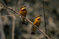 Two little bee-eaters face right on branch Royalty Free Stock Photo