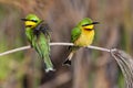 Little Bee-eaters - Okavango Delta - Botswana Royalty Free Stock Photo