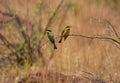 Two little bee-eaters sitting on a thin branch Royalty Free Stock Photo