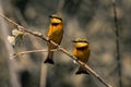 Two little bee-eaters on tree with catchlights Royalty Free Stock Photo