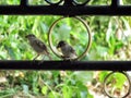 Two little birds perch on a wrought iron gate decorated.