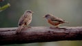 Two little birds sitting on the branch. Royalty Free Stock Photo