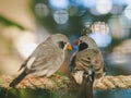 Two little birds sitting on the rope on bokeh background. Animal, Bird, Love, Couple Concept Royalty Free Stock Photo