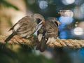 Two little birds sitting on the rope on bokeh background. Animal, Bird, Love, Couple Concept Royalty Free Stock Photo