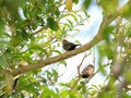 Two little birds sitting in the tree Royalty Free Stock Photo