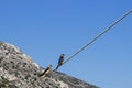 Two little birds sitting on a wire. Concept - love. Royalty Free Stock Photo
