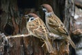 Two little birds Sparrow sitting on an old wooden fence.