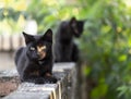 Two little black domestic cats with yellow eyes