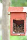 Two little black oriental magpie robin birds lay down on small cozy brown wood nest in old rusty red mailbox hanging on white wall