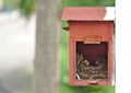 Two little black oriental magpie robin birds lay down on small cozy brown wood nest in old rusty red mailbox hanging on white wall