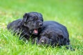 Two little black Labrador retriever puppies Royalty Free Stock Photo