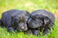 Two little black Labrador retriever puppies Royalty Free Stock Photo