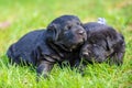Two little black Labrador retriever puppies Royalty Free Stock Photo