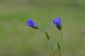 Two little blue flowers .Flax flowers Royalty Free Stock Photo