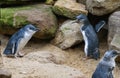 Two Little Blue Penguins ( Eudyptula minor) in Sydney Royalty Free Stock Photo