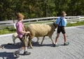 Two little boys leading a sheep