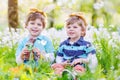 Two little boys wearing Easter bunny ears and eating chocolate Royalty Free Stock Photo