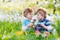 Two little boys wearing Easter bunny ears and eating chocolate Royalty Free Stock Photo