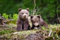 Two little brown bear cub in summer forest Royalty Free Stock Photo