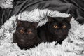 Two little brown kittens